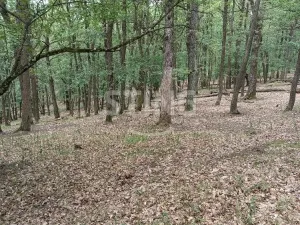 Prodej lesa, Morkůvky, 2723 m2