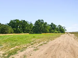 Prodej lesa, Jeviněves, 2859 m2