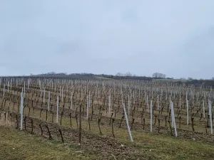 Prodej sadu/vinice, Velké Němčice, 90000 m2
