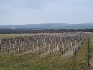 Prodej sadu/vinice, Perná, 132000 m2