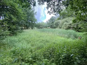 Prodej louky, Nové Hrady - Štiptoň, 4246 m2