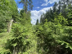 Prodej lesa, Slabčice - Nemějice, 1004 m2