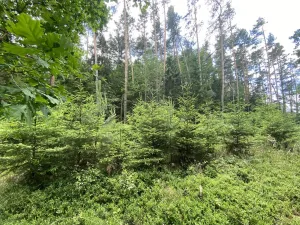 Prodej lesa, Slabčice - Nemějice, 1004 m2