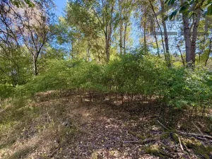 Prodej pozemku pro bydlení, Přimda - Újezd pod Přimdou, 894 m2