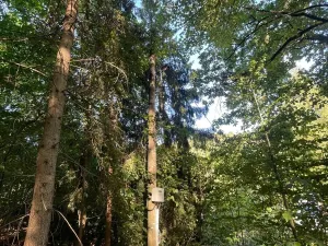 Prodej lesa, Štíty, 373 m2