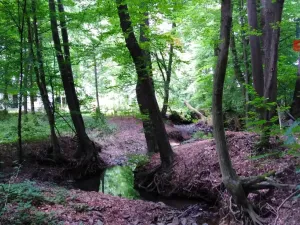 Prodej lesa, Hrabyně, 2404 m2