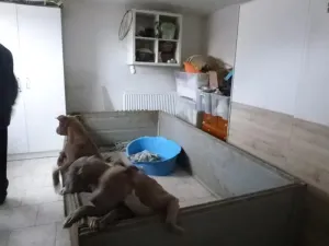 Dražba rodinného domu, Liběšice, 48 m2