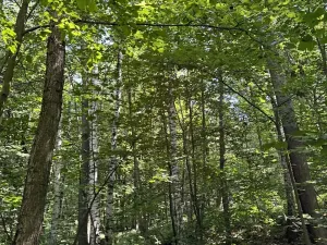 Prodej lesa, Petřvald, 11962 m2
