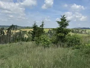 Prodej lesa, Chlum, 5098 m2