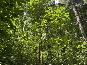 Prodej lesa, Kněžnice, 6851 m2