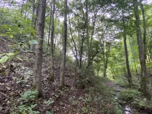 Prodej lesa, Strážná, 589 m2