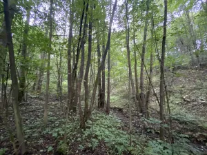Prodej lesa, Strážná, 615 m2