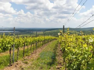 Prodej činžovního domu, Pavlov, Na Návsi, 368 m2