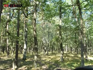 Prodej podílu lesa, Vážany, 38449 m2