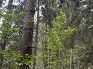Prodej lesa, Všelibice, 12954 m2