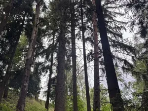 Prodej lesa, Všelibice, 12954 m2