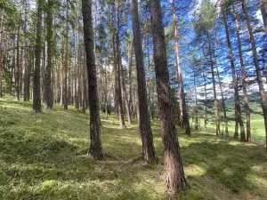 Prodej lesa, Pěčnov, 993 m2