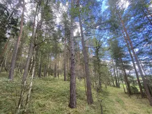 Prodej lesa, Pěčnov, 993 m2
