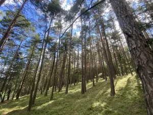 Prodej lesa, Pěčnov, 993 m2