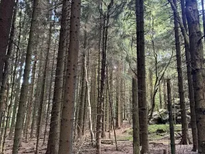 Prodej podílu lesa, Proseč pod Ještědem, 3598 m2