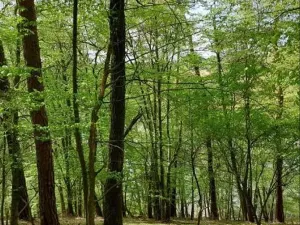 Prodej lesa, Mladoňovice, 2112 m2