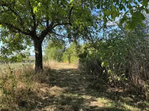 Prodej sadu/vinice, Svatobořice-Mistřín, 3478 m2