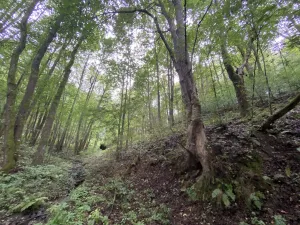 Prodej lesa, Strážná, 589 m2