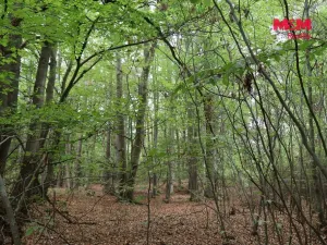 Prodej lesa, Chanovice - Újezd u Chanovic, 1762 m2