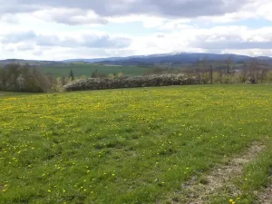 Dražba louky, Staré Město, 10063 m2