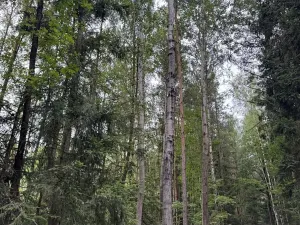 Prodej lesa, Řevničov, 11311 m2
