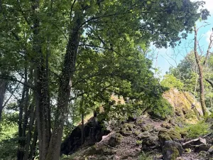 Prodej lesa, Čížkov, 4244 m2