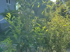 Prodej rodinného domu, Hrob, 80 m2