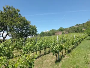 Prodej sadu/vinice, Mikulov, Zlámalova, 3460 m2