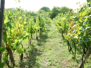 Prodej chalupy, Valtice - Úvaly, 53 m2