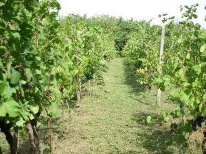 Prodej chalupy, Valtice - Úvaly, 53 m2