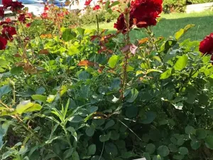 Prodej bytu 3+kk, Sveti Vlas, Bulharsko, 88 m2