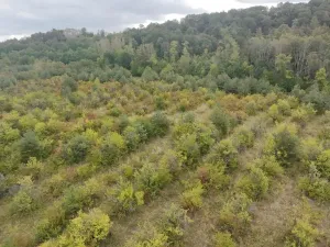 Prodej sadu/vinice, Dobříň, 42877 m2