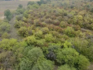 Prodej sadu/vinice, Dobříň, 42877 m2