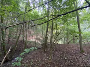 Prodej louky, Strážná, 2049 m2