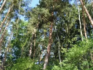 Prodej lesa, Strunkovice nad Volyňkou, 2510 m2