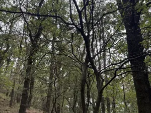 Prodej lesa, Malšovice, 62626 m2