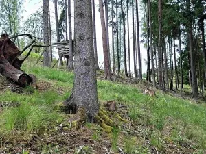 Prodej lesa, Bečov nad Teplou, 11646 m2