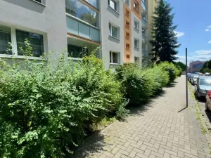 Pronájem bytu 2+kk, Česká Lípa, Havlíčkova, 40 m2