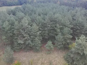 Prodej pozemku, Bechlín - Předonín, 15382 m2