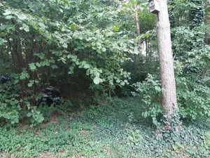 Prodej lesa, Mostkovice, 576 m2