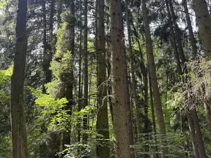 Prodej lesa, Zbýšov, 1719 m2