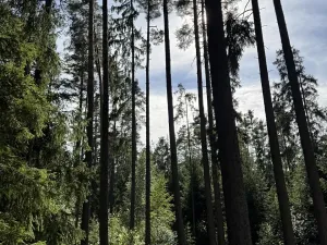Prodej lesa, Zbýšov, 1719 m2
