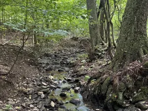 Prodej lesa, Zbýšov, 1719 m2