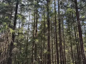 Prodej lesa, Novosedly nad Nežárkou, 67560 m2