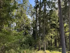 Prodej lesa, Novosedly nad Nežárkou, 67560 m2